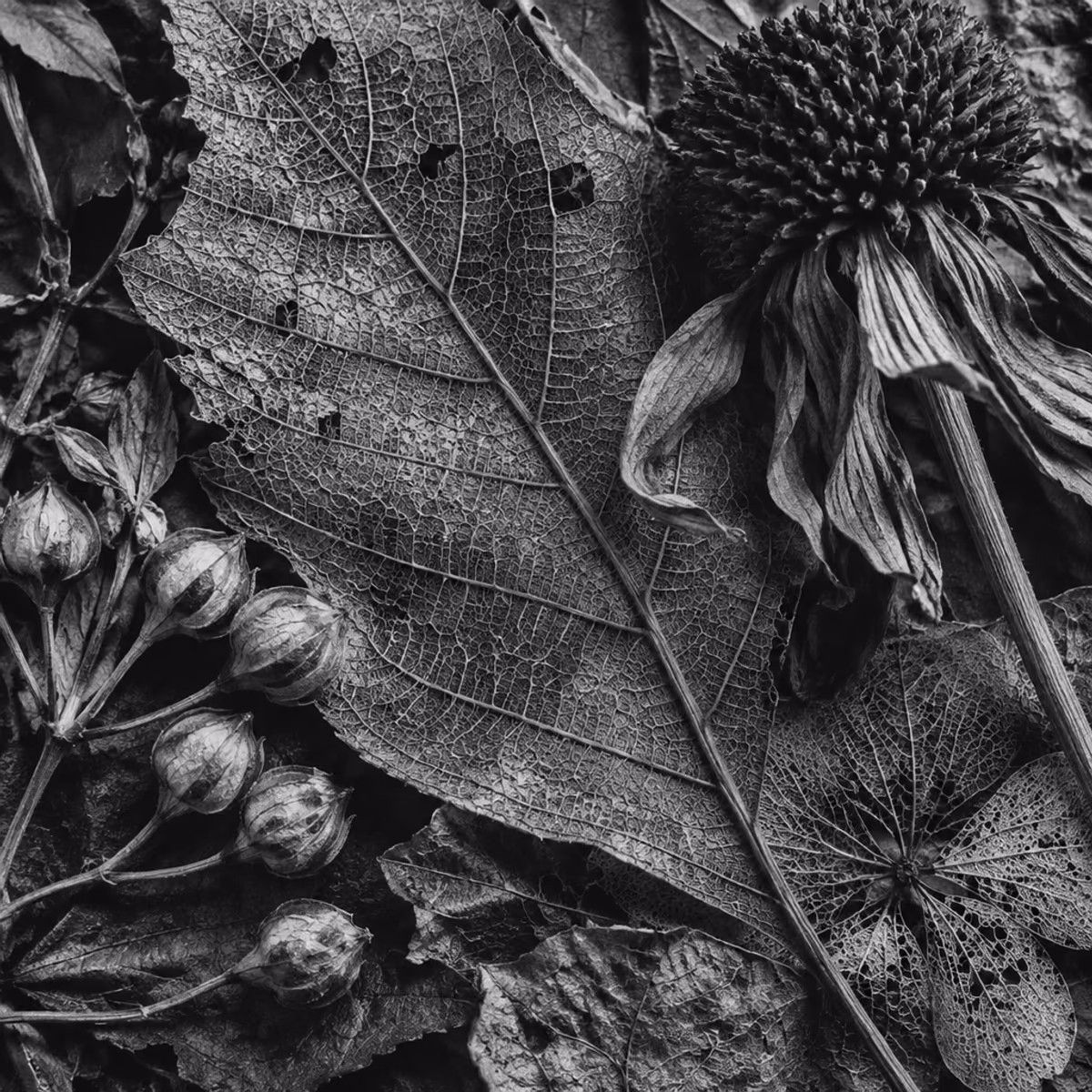 Macro in bianco e nero di botaniche essiccate