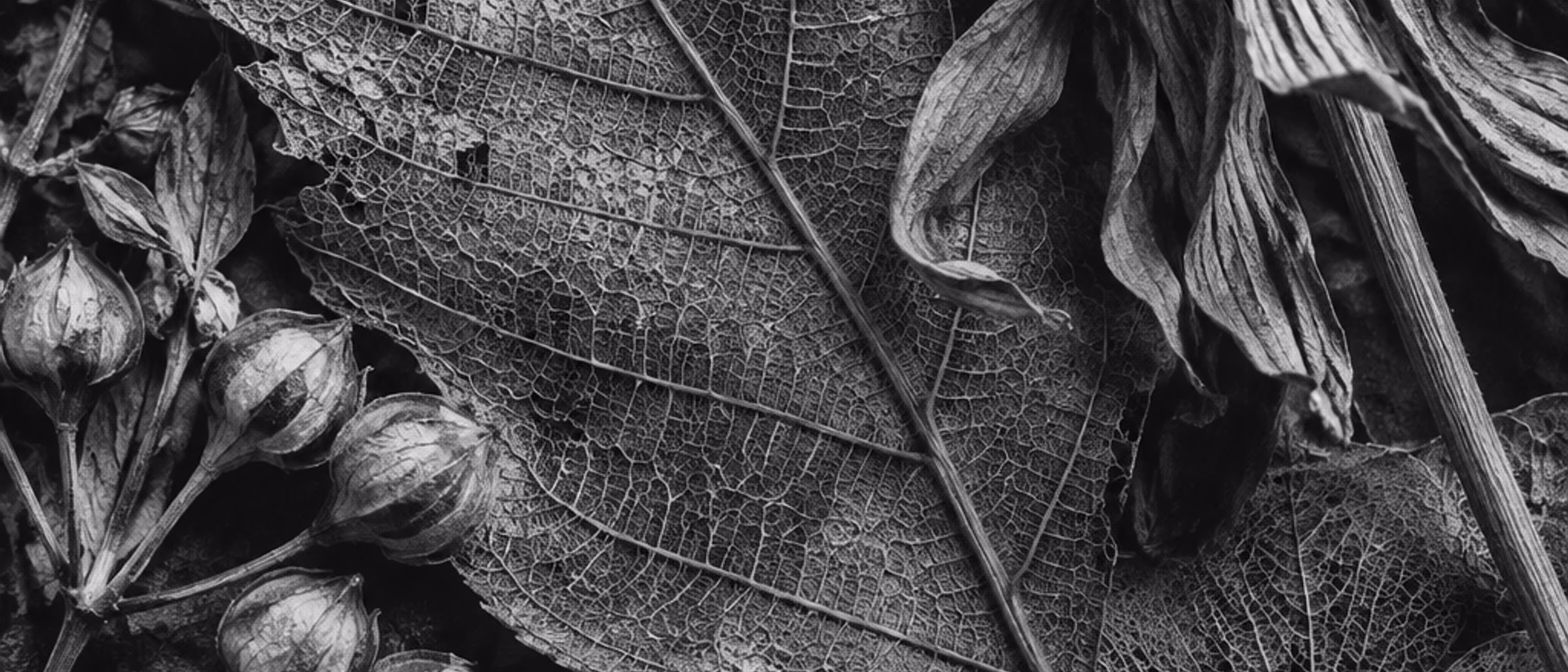 Macro in bianco e nero di botaniche essiccate
