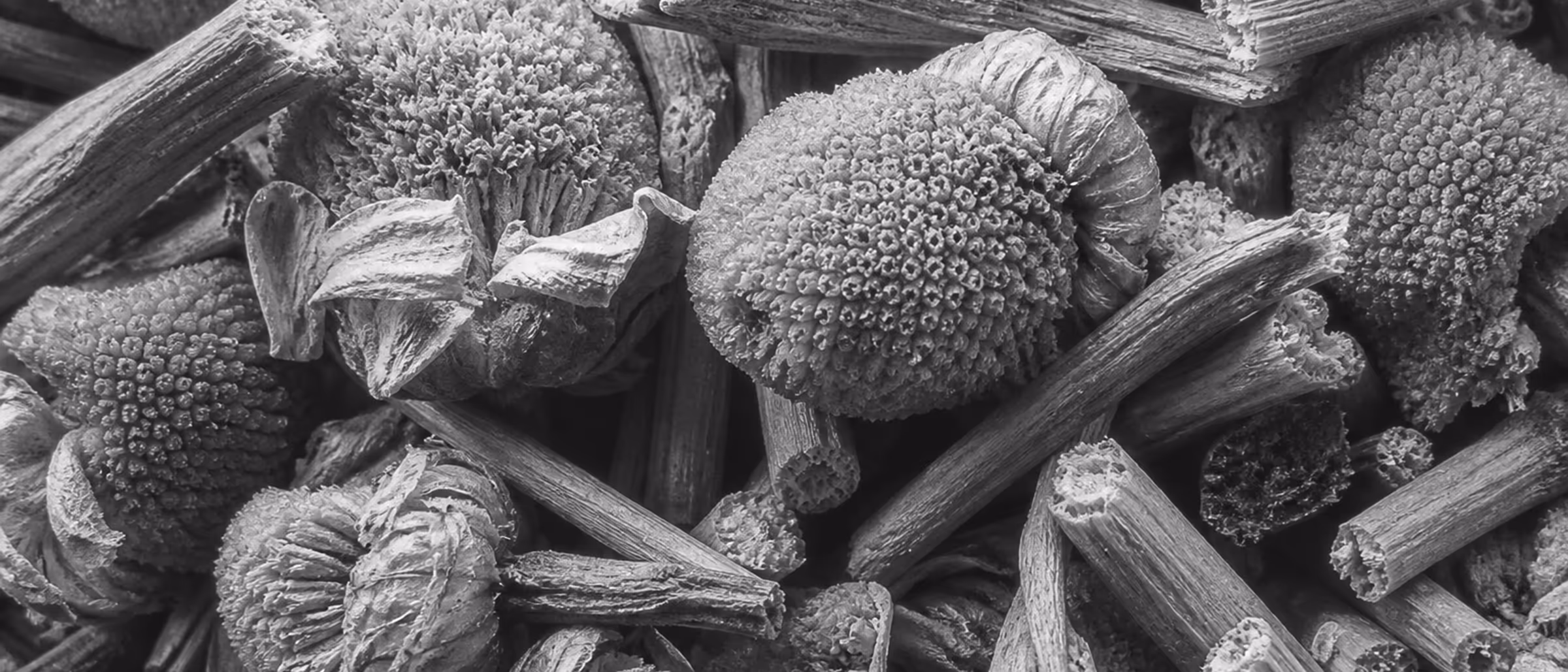 Black-and-white macro of dried botanicals