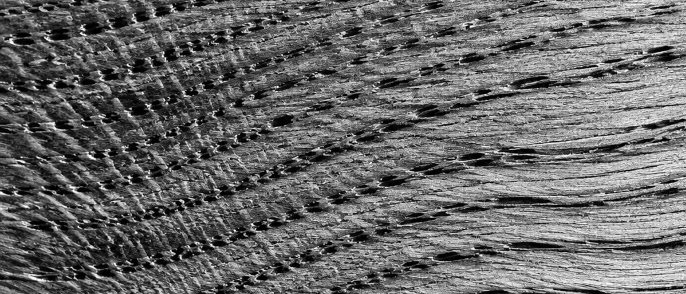 Black-and-white macro of oak wood grain