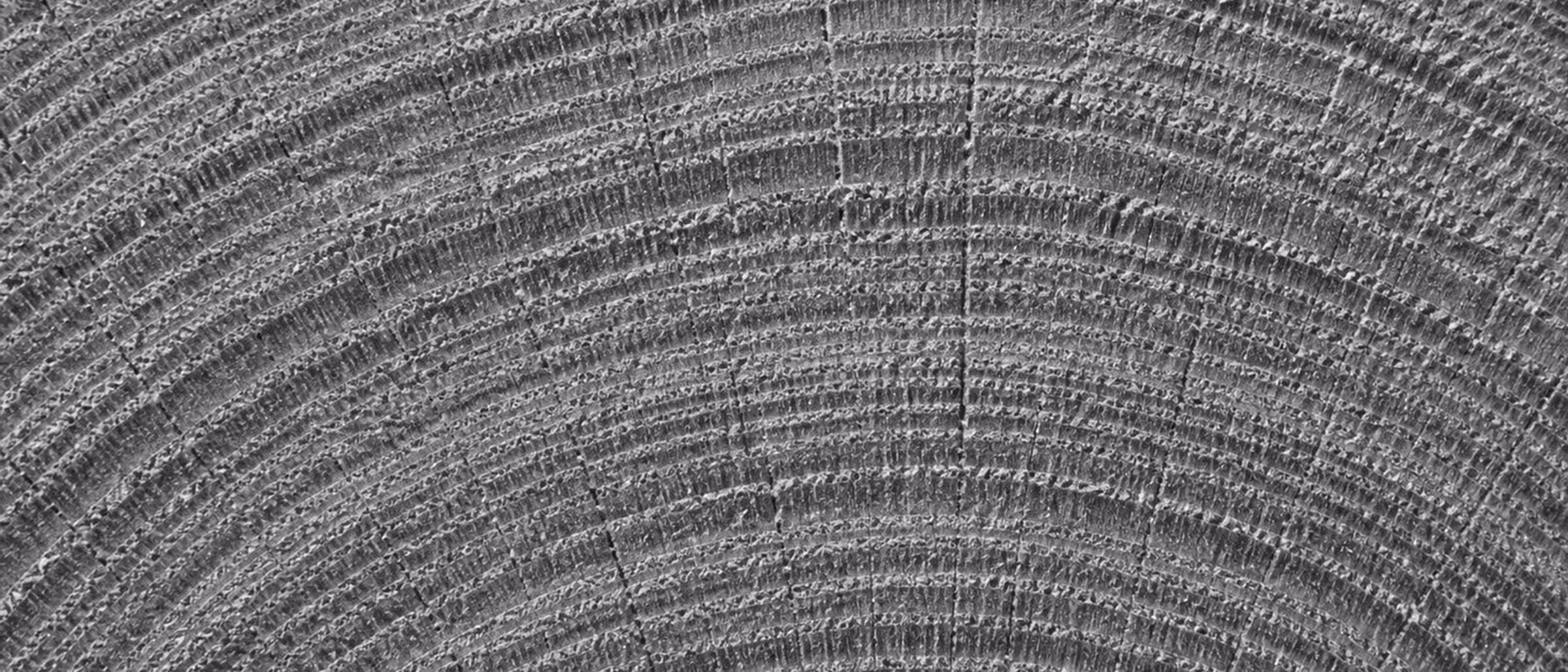 Macro in bianco e nero della venatura di una tavola di rovere